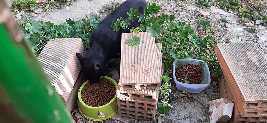 Alimentadores voluntarios de gatos