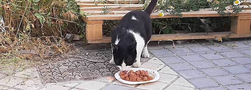 Alimentadores voluntarios de gatos 2