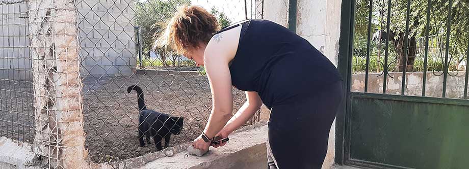 Alimentadora de colonias felinas