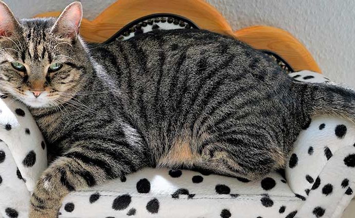 Necesidades básicas del gato