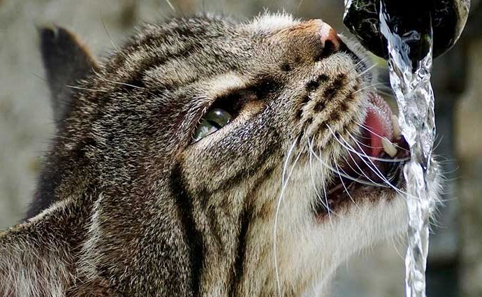 Imagen de cómo refrescar a tu gato en verano