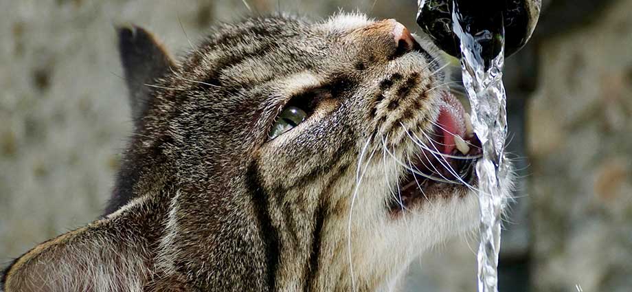 Imagen de cómo refrescar a tu gato en verano