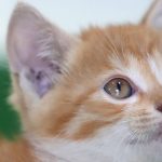 La importancia de adoptar un gato