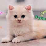 Nombres para gatos