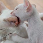 La hiperestesia felina