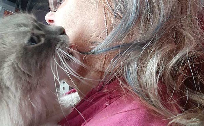 ¿Por qué mi gato me muerde el pelo?