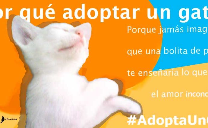 Adoptar un gato es tener amor incondicional