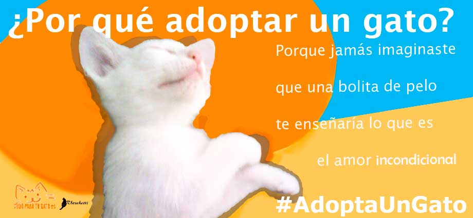 Adoptar un gato es tener amor incondicional