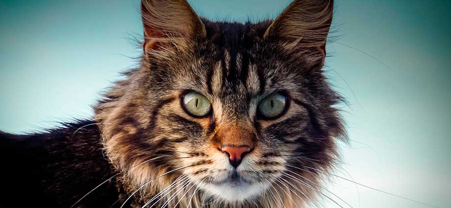 Fotos del gato Maine Coon