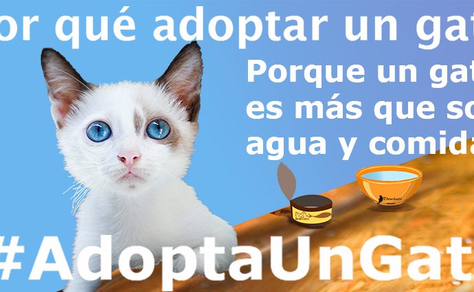 Porque un gato es más que solo agua y comida