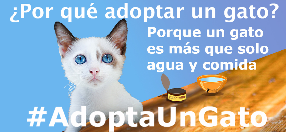 Porque un gato es más que solo agua y comida