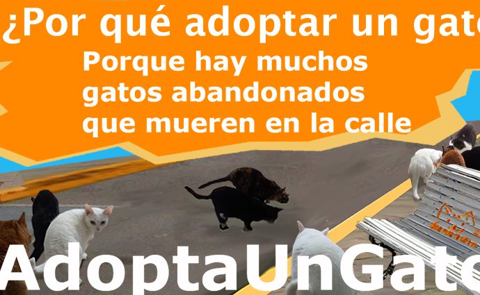 Para que nunca más hayan gatos abandonados