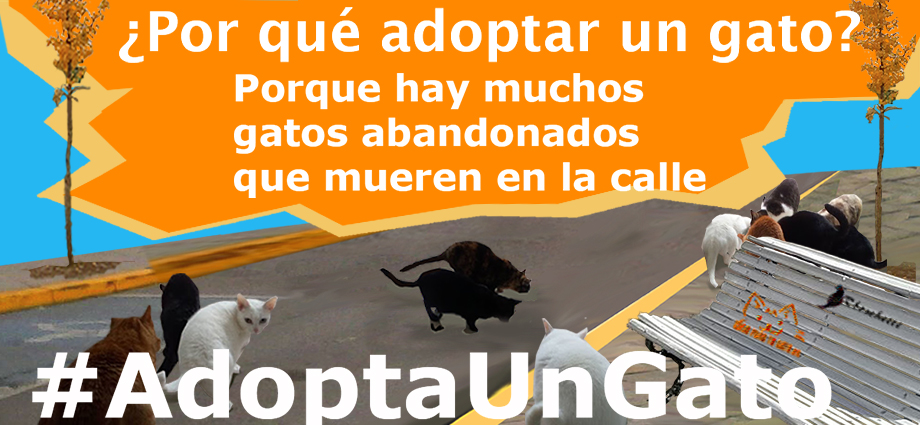 Para que nunca más hayan gatos abandonados