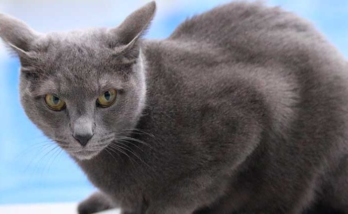 El gato azul ruso