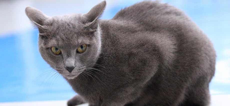 El gato azul ruso