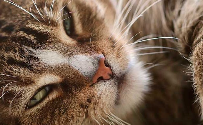 Enfermedades más comunes en gatos