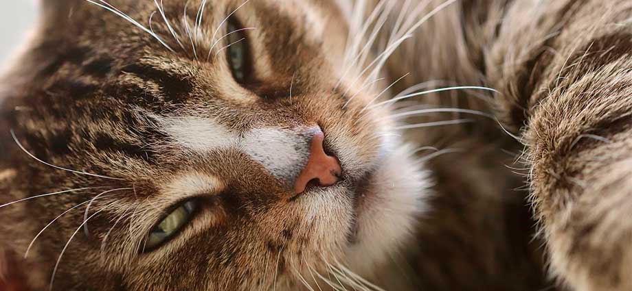 Enfermedades más comunes en gatos