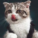 9 Alimentos Prohibidos para Gatos