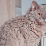El gato Selkirk Rex