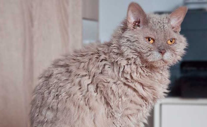 El gato Selkirk Rex