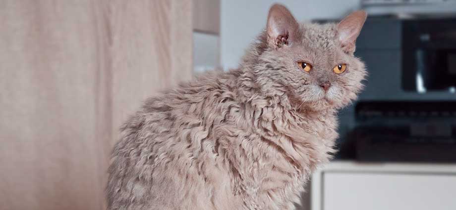 El gato Selkirk Rex