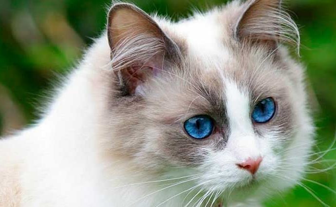 Raza de gatos Ragdoll