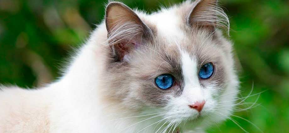 Raza de gatos Ragdoll