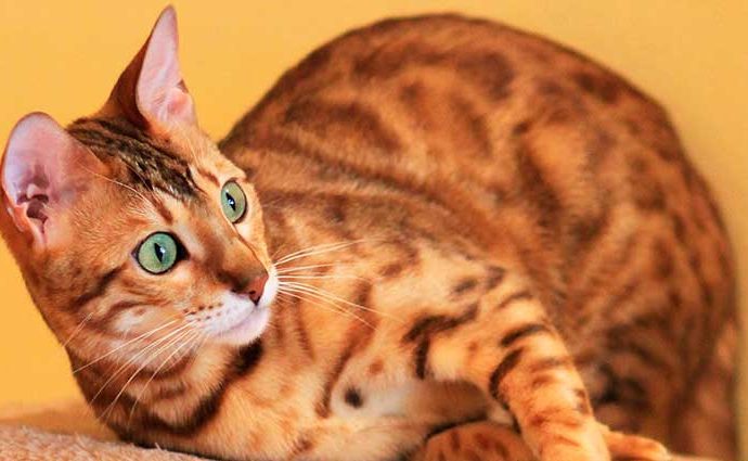 El carácter del gato Bengalí