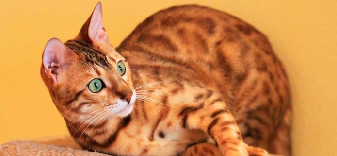 El carácter del gato Bengalí